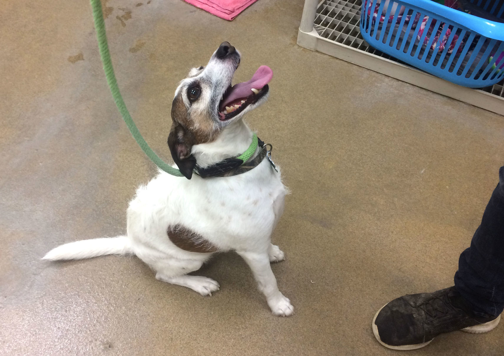 PET OF WEEK